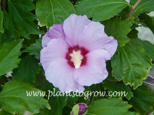 Minerva Rose of Sharon has lavender pink flowers with a red eye.